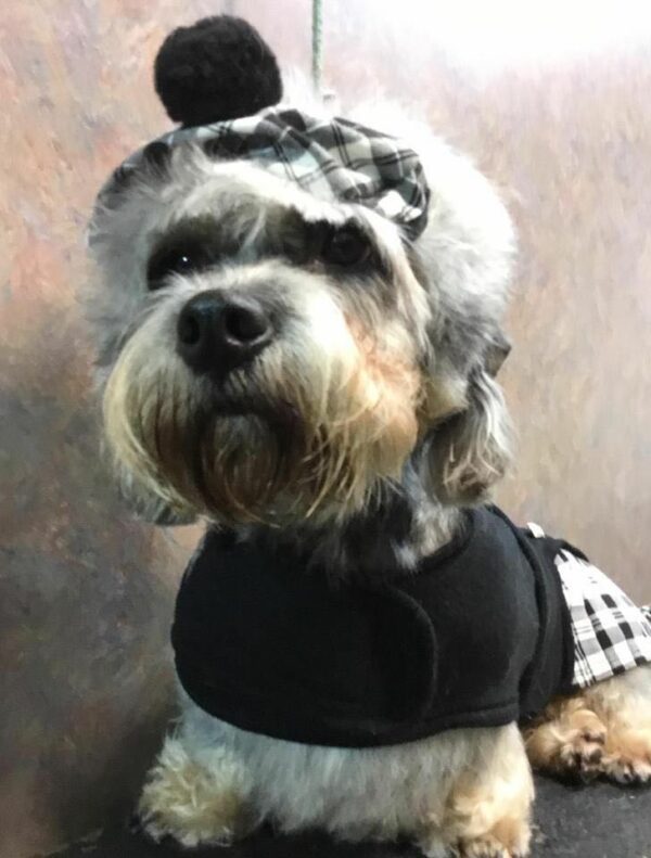 Dandie Dinmont Tartan Kilt Outfit - Image 2