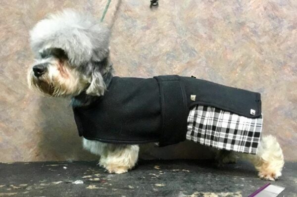 Dandie Dinmont Tartan Kilt Outfit