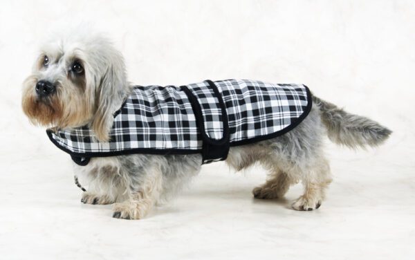 Dandie Dinmont Tartan Dog Coat