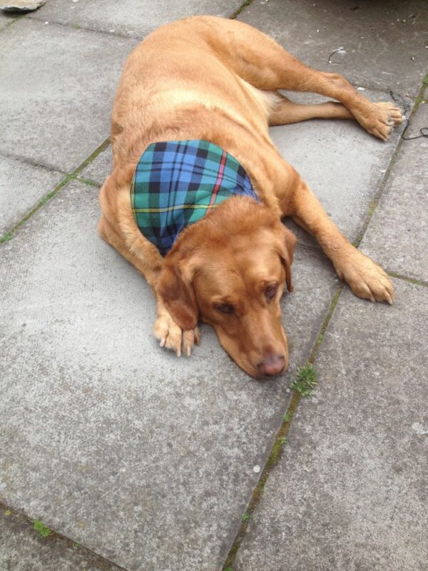 Tartan Dog Bandana - Image 3