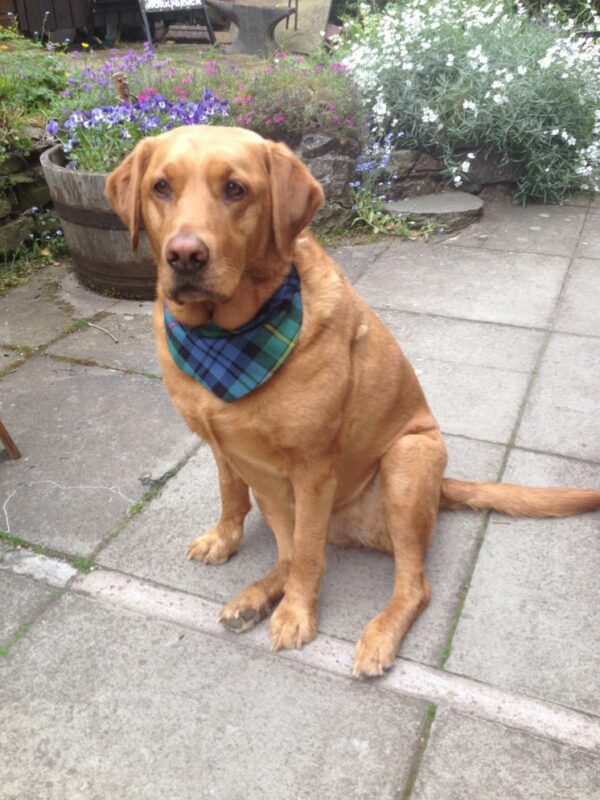 Tartan Dog Bandana - Image 2